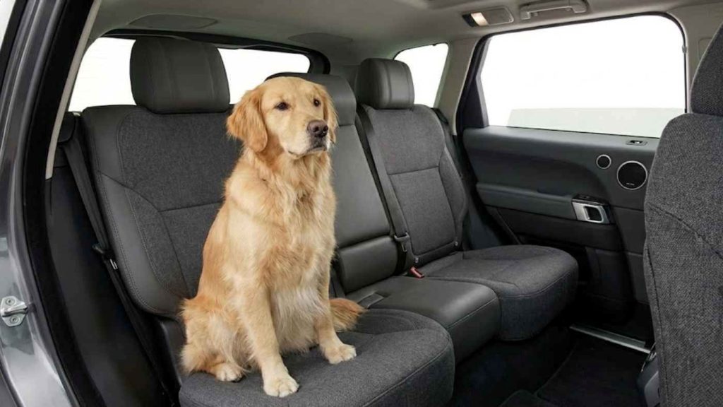 Pet-Proof Seat Covers That Blend In